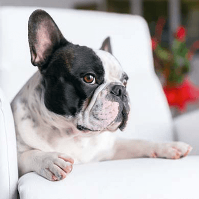 Boombox - 5 Best Dog Breeds for Small Apartments